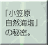 �R�����g